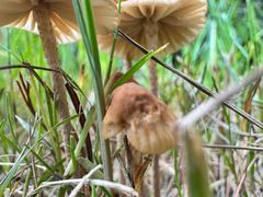 -泗洪洪泽湖湿地景区