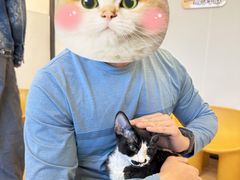 -有喵·猫咖·狗咖·40+猫狗有小奶狗(岗厦店)