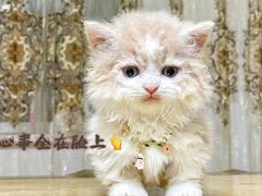 -Bastet sally猫舍购宠(静安店)