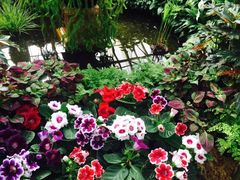 -斐兹洛伊花园