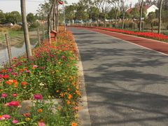 -上海长兴岛郊野公园