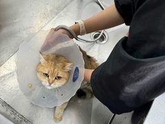-中农国际动物医院24小时·猫科·骨科·急重症中心