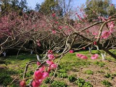 -上海海湾国家森林公园