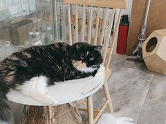 -楼上猫咖(罗湖店)