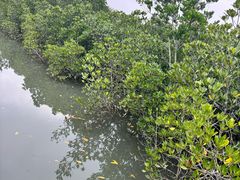 -东寨港红树林旅游区