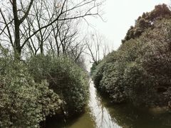 -上海滨江森林公园