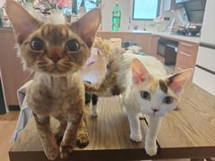 -山宅一喵德文卷毛猫舍
