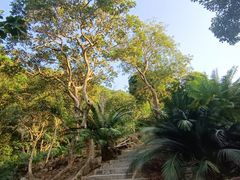 -深圳仙湖植物园
