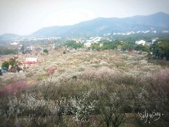 -香雪海