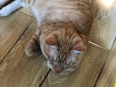 -Cappucimeow猫咪咖啡馆(韦伯时代店)