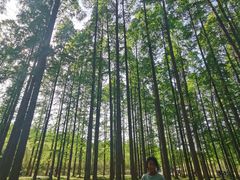 -黄海国家森林公园