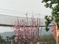 -天适樱花悠乐园