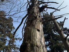 -天目山大树王景区