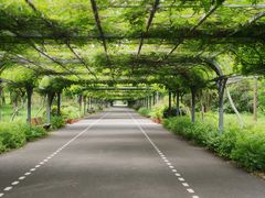 -东平国家森林公园