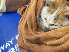 -瑞鹏宠物医院·宠保定点·心脏科·内科(御桥分院)