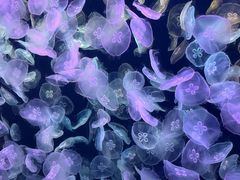 -海合安天津极地海洋公园