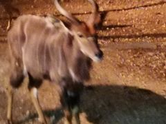 -清迈夜间动物园