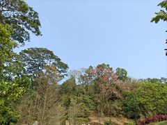 -中山市树木园