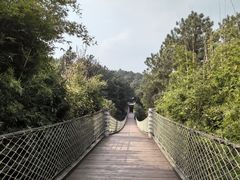 -铁山坪森林公园