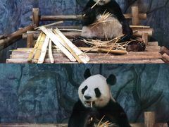 -深圳野生动物园