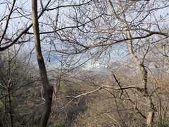 -紫金山山顶公园