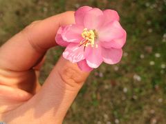 -上海虹桥迎宾馆