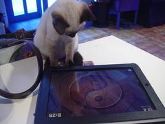 -Sirena海妖日咖夜酒