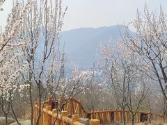 -白水寺森林公园