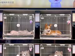 -翊宠yipet猫狗购宠庄园