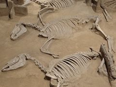 -洛阳周王城天子驾六博物馆