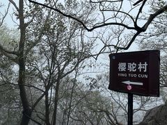 -紫金山山顶公园