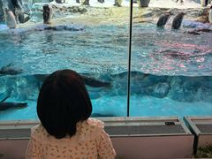 -帝企鹅自助餐厅•儿童岛•真企鹅(长隆企鹅酒店)