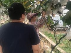 -马陆小张葡萄园农家乐