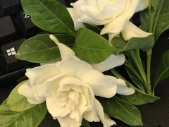 -桂桂茶(滨江百联店)
