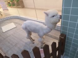 -Moni星球萌宠·小马宝莉·灵蛇·高端高阶全萌宠互动体验俱乐部(红豆国际广场店)