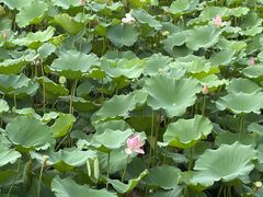 -范蠡湖公园