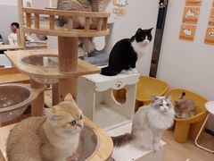 -有喵·猫咖·狗咖·30几只猫10只小狗(岗厦店)