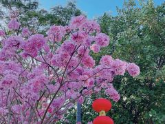 -马峦山郊野公园