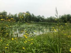 -东郊湿地公园
