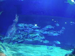 -暹罗海洋世界