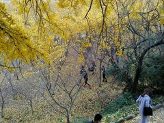 -千年银杏谷文化旅游区