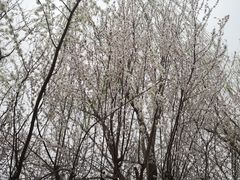 -桃花堤公园