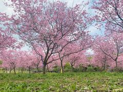 -天适樱花悠乐园