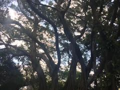 -九龙公园