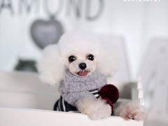 -读宠于你·约克夏比熊·睫角守宫·爬宠售卖(高新店)