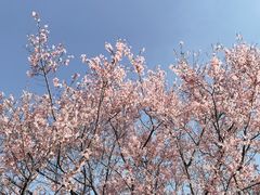 -顾村公园