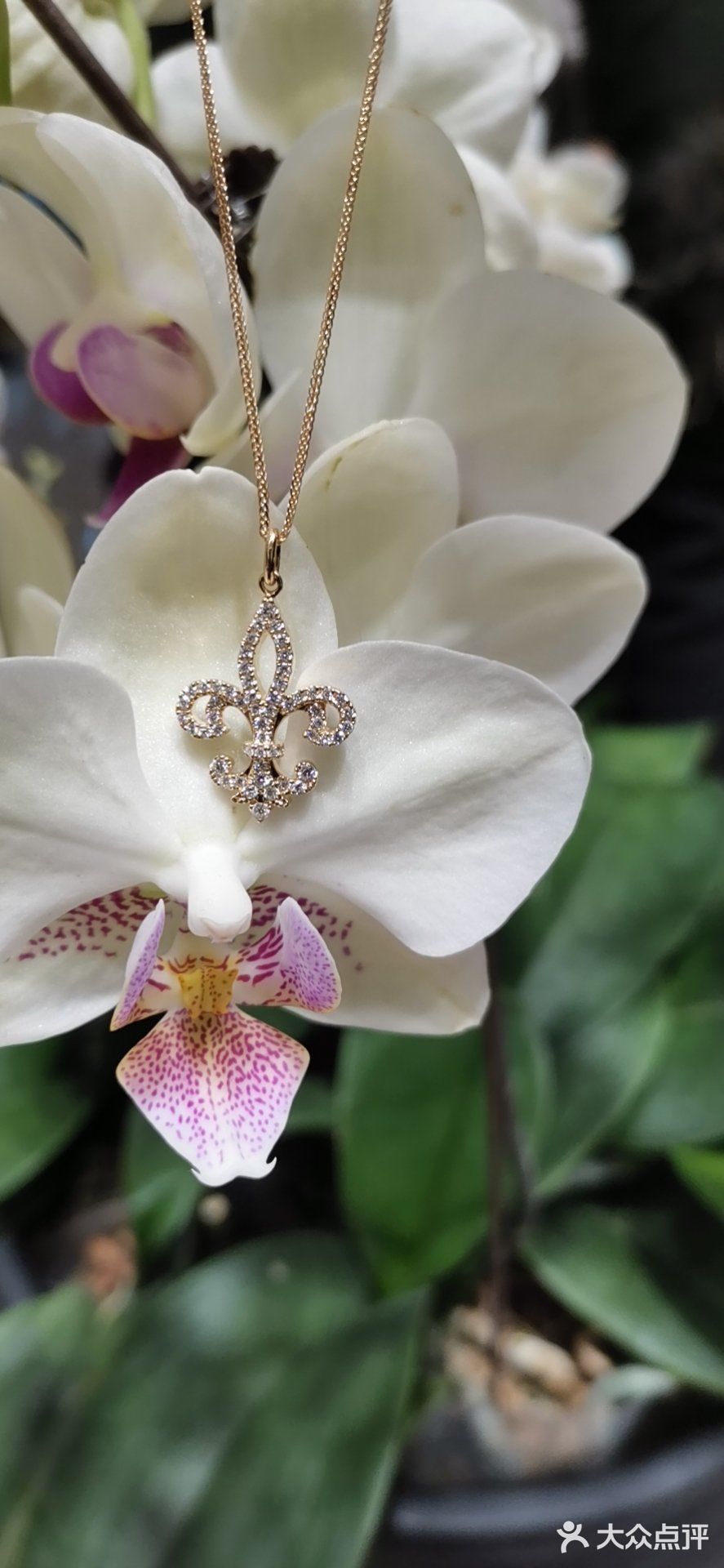 莱绅通灵鸢尾花系列