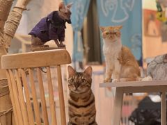 -泰国佛·塔罗·泰牌狐仙古曼