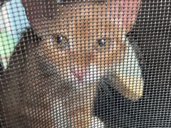 -瑞派福兴宠物医院犬猫全科·骨科·中西医结合(河东店)