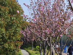 -高东镇樱花园